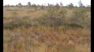 Bogshoeing on Kuresoo Bog.AVI