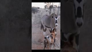 Wild dogs hunting deer #shorts #animalvideos #animals #shortvideo #wildlife #wilddogs