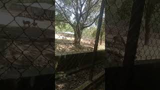 patna zoo #shortsvideo #trending #park #animal