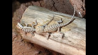 10 weeks old ,, dragons,, lizzards