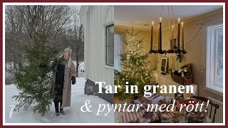 Tar in granen i vårt gamla hus på landet! 🌲🎅🏻