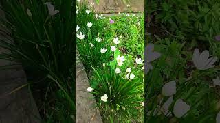 Rain Lily blooming Flowers in the Rainy Season #shorts