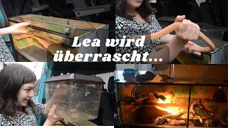 Neue Haustiere? Überraschung für Lea