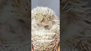 Did you know that hedgehogs? 🦔 #animalfacts #animals #funfacts #hedgehog #sonicthehedgehog #shorts