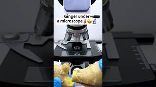 Ginger Check under a microscope  #microscope #Ginger #shortfeed #shorts #fyp  #viral