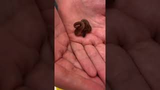 This snake is SO SMALL!!! #shorts #snake #pets #viral #trending #foryou #reptiles #snakes #fyp #pet