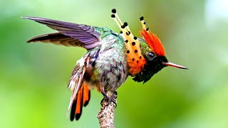 7 Oiseaux Exotiques De l'Amazonie Que Vous Ne Croirez Pas Existent