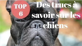 Top 6 des trucs à savoir sur les chiens