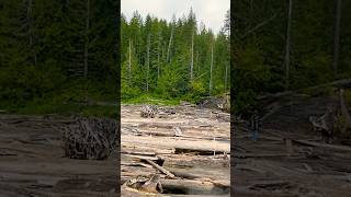 River Log Crossing