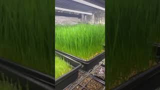 Microgreens at Home