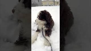 My BERNEDOODLE loves this WI spring weather & My Reaction (to snow & 50 mph winds)