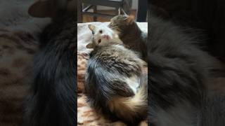 Valentinstag bei Katzis? Zärtliche Katzenmomente 😹lustige Katzenvideos 😻 #shorts #cats