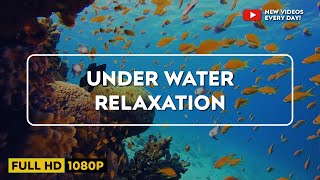 Relaxing Music for Stress Relief. Dolphin singing. Soothing Music for Meditation, Therapy, Sleep