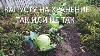 Упаковал капусту на хранение по совету