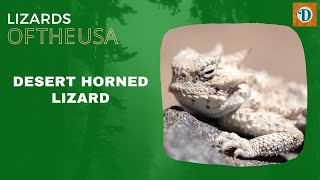 DESERT HORNED LIZARD