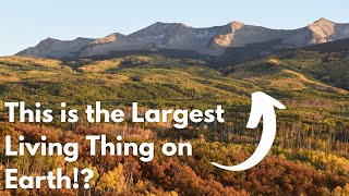 The Largest Organism on Earth is in… COLORADO!?