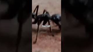 most dangerous insect in the world #tiktok #trending #youtube #reels #viral #like #youtubeshorts