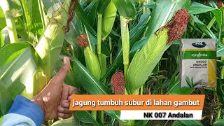 jagung nk andalan tumbuh subur #tanamjagung #bibitunggul #perawatanjagung