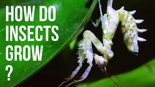 Spiny flower mantis shedding skin - time lapse