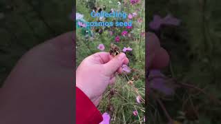 Collecting cosmos seed#shorts