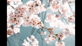 Relaxing morning sound with beautiful flower videos[kick start day]