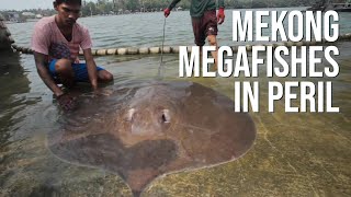 Mekong Megafishes in Peril