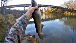 Sum Wolał Krewetke od Rybki (Catfish Preferred Shrimp over Fish)