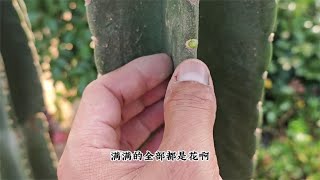 2米高的量天尺扦插，记住“久一点”，种上就生根，枝条满是花苞