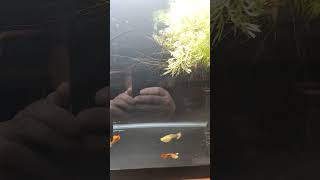 Guppy Breeding Project -- ellfishtanks.com