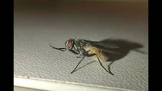 A Fly 🤢 Weird reaction to light