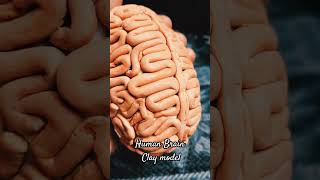 Human Brain Model|Made of clay|#Shorts