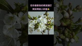 #flowers 鋼琴音樂 #youtubeshorts