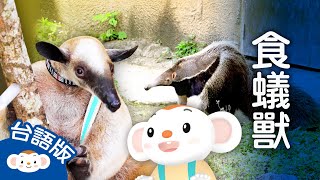 【看樂樂TV學臺語】食蟻獸大解密！跟著樂樂和姐姐到動物園，用臺語認識愛吃白蟻的「食蟻獸」！｜小行星樂樂TV