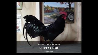 Black gamefowl/Sid Taylor