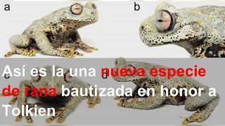 Así es la una nueva especie de rana bautizada en honor a Tolkien