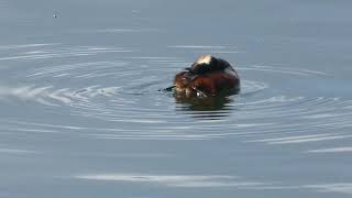 Black necked grebe video   4