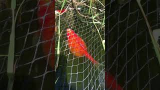 Fish in my pond resting after 3rd session of spawning this spring #shorts #spawning #goldfish