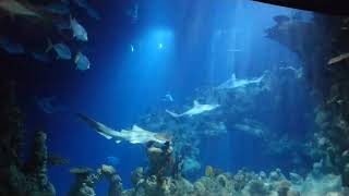 Sharks and rays at The Deep, Hull