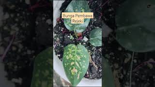 Bubga Pmebawa Rejeki #srirejeki