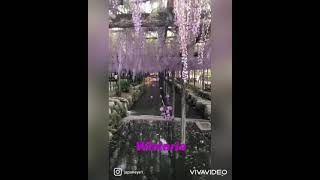 Wisteria in Japan|Fuji|Kirei Fuji|Best place to see Wisteria|Aichi Wisteria|Tennogawa Park in Aichi