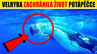 Velryba zachránila život potápěčce před žralokem. Nejhorší setkání s nebezpečnými mořskými tvory.