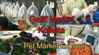 Gallif Street in Kolkata | India's oldest Pet market | Market Explore | Collab with Vlog Talk 😎