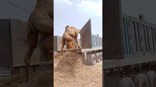 Loading Camel #ytshorts #camel #shorts #loadingcamel #cameltransport #cameltruck