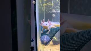 Axolotl One of the Cutest Creature #factshorts #axolotl