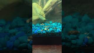 Amano Eats Shrimp Pellet Timelapse