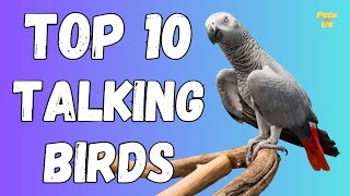 🔝 Top 10 Talking Birds in the World | Most Talking Parrots 🦜2023 | Pets and Us