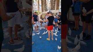 Feeding Doves At Dove Park Benidorm #alicante #costablanca #spain