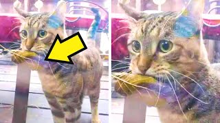 Hungry Cat Went to Store with Leaf to Buy Fish, Then the Seller Did Something Unbelievable