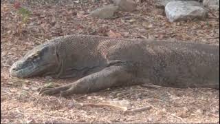 Can you guess how long a Komodo dragon can grow?