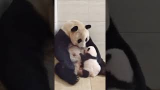 Mamma Panda 🐼 feeding her baby 😭